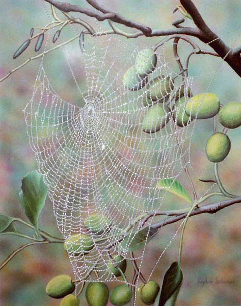 Cob Web in Plum Tree
