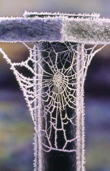 Cobweb in Frost