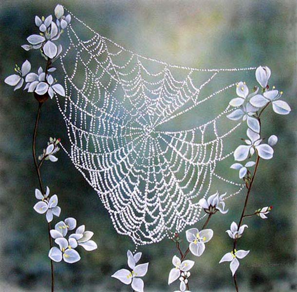 Cobweb-Web-in-White Flowers