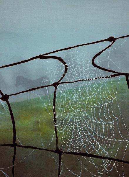 Cobweb-on-Wire